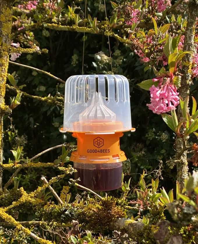 Piège sélectif contre le frelons asiatique GOOD4BEES